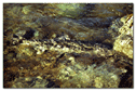 Fish river