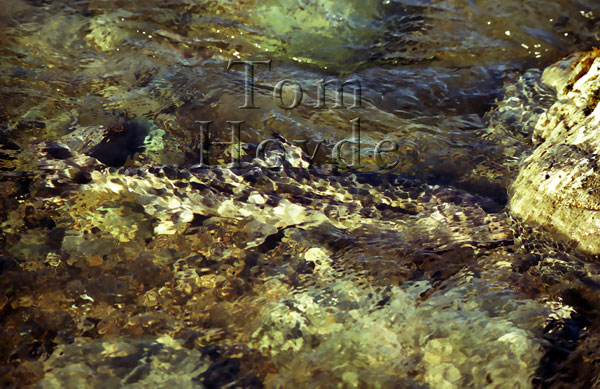 Fish river