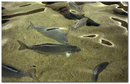 Fish Whirl 1 130x84