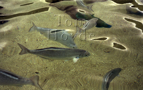 Fish Whirl 1 600x378
