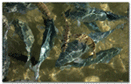 Fish Whirl2 130x840