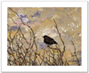 Redwing Black Bird