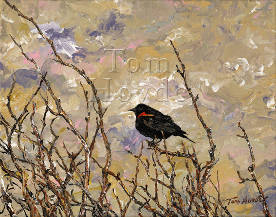 Redwinged Blackbird
