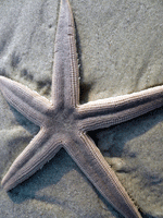 background star