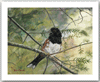 Towhee